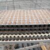 ブロッコリーの種まき