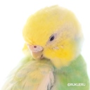 ルクエル