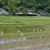 田んぼのアマサギ