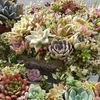 カゴ寄せ植えから、移して作った寄せ植え♪