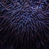 オニヒトデ / Crown-of-thorns starfish