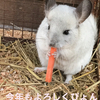 新年だぴょん