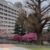 シニアのハイキング☆大岡山〜蒲田の桜を愛でる