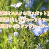 【GWオススメの花スポット】第二弾：美しきブルーフラワー in名古屋港ワイルドフラワーガーデン