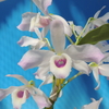 Dendrobium nobile 　(var. ballianum 　として入手)　