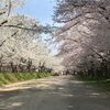  弘前城の桜を見てきた。