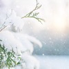 泣いてみろ、乞うてもいい 64話 ネタバレ 先読み 原作 あらすじ 雪の中の足跡