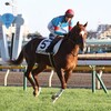 レベンディス、心配です。