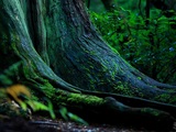 Touch on Wood. 木に触れる生活 「植物としての木」