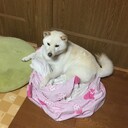 ケチャッピーのブログ