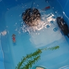 寒波に慣れて元気にエサを食べる