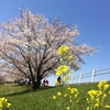 【桜便り】赤羽桜堤緑地