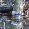 八溝県民休養公園（＋井頭公園）の野鳥　マヒワ・ウソ他　２０２２年２月２７日