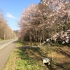 麓郷街道の桜も見頃