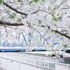 小名木川の桜にしまぶっくの古本、引っ越し準備で振り返る10年前の写真