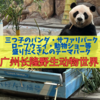 【広州の子連れおでかけスポット】广州长隆野生动物世界（チャンロン動物園）は三つ子のパンダ・サファリパーク・ロープウェイ・動物ショー等、オススメのテーマパーク！