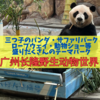 【広州の動物園】广州长隆野生动物世界は三つ子のパンダ・サファリパーク・ロープウェイ・動物ショー等、オススメのテーマパーク！