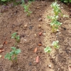 膝の負担軽減のためにナンバ歩きの練習を始めたとジャガイモの芽が出始めた