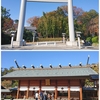 冬に咲く、櫻木神社の十月桜