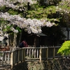桜の咲く街角・備忘録編⑪『都電荒川線・音無親水公園』