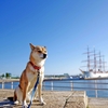 HEKAグレインフリードッグフード 獣医師もおすすめ！愛犬の食べつきが変わる