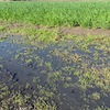 雨上がりの朝