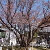 中将姫の誓願桜