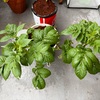 今朝の植物たち
