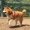 老犬ホームあん｜新人さん サクラ^^
