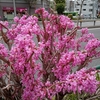 2週間程先の未来へ
