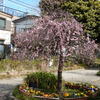 近隣の公園で満開の「河津桜」等見物！！（２）