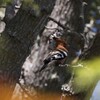 アフリカヤツガシラ(African Hoopoe)など