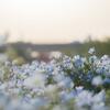 ネモフィラのささやき&#65290;