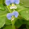 野の花が面白い❗