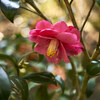 4月初めの植物園 Ⅲ