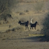 Great Indian Bustard インドオオノガン (インドの鳥その19)