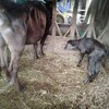 牛飼いしながら週５会社勤務生活３週間