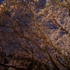 しだれ夜桜と９つの庭