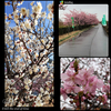 奇跡の奥様より🥂岡崎市南公園の梅を送って頂きました〜😍