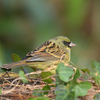 近くの自然公園へ鳥を見に行った日記（２０２３　０２１２）その１。