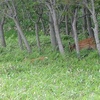 シカの増加はオオカミ絶滅のせい？　シカ食害と対策を考える旅路