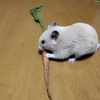 我が家のニンジン🥕とハムスターくりちゃん