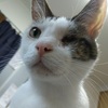 猫の食器選びって大事だったりする