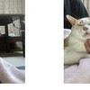 油断大敵だよ、みーちゃん＆昨夜のうっとり保護猫君＆今日も暑そう