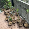 植え替え