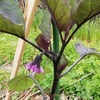 茄子の一番花　さつまいもと里芋の芽