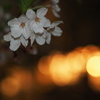今日の一枚「不本意な夜桜」(2015.04.04)