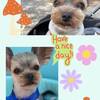 友達犬舎っ子ゆず君
