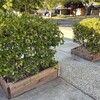 Planter Boxes