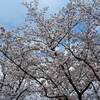 京都 大覚寺 紅葉 見ごろ時期は？ 
